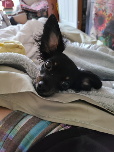 Pet Supply Store «PetSmart», reviews and photos, 8500 N Evanston Ave, Kansas City, MO 64157, USA