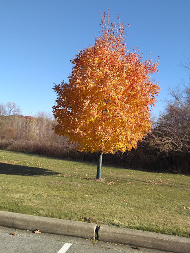 Nature Preserve «Rubio Woods», reviews and photos, W. Midlothian Turnpike, Midlothian, IL 60445, USA