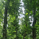 Photo n°7 de l'avis de Michele.i fait le 12/07/2023 à 18:21 sur le  Porancè à Camugnano