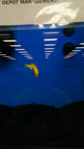 Pet Store «Pet Depot», reviews and photos, 10008 Memorial Pkwy SW, Huntsville, AL 35803, USA