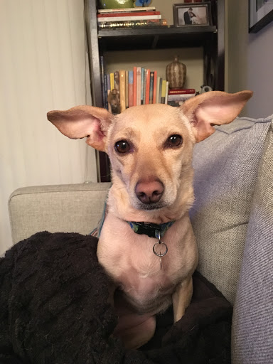 Pet Supply Store «Petco Animal Supplies», reviews and photos, 1150 Concord Ave #160, Concord, CA 94520, USA