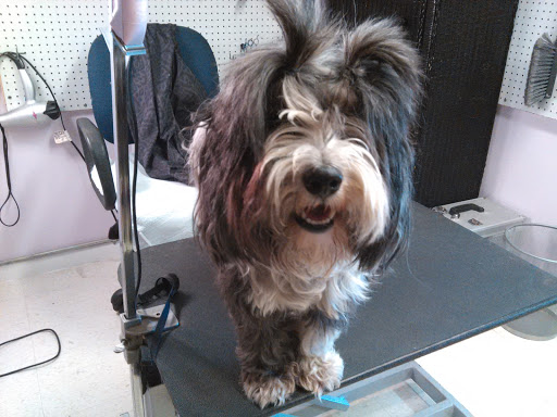 Pet Store «Barkz & Wagz», reviews and photos, 38445 Co Rd 54, Zephyrhills, FL 33542, USA