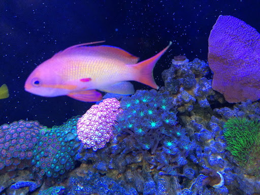 Aquarium Shop «Artistic Aquatics», reviews and photos, 1035 Forest View Dr N, Ellettsville, IN 47429, USA