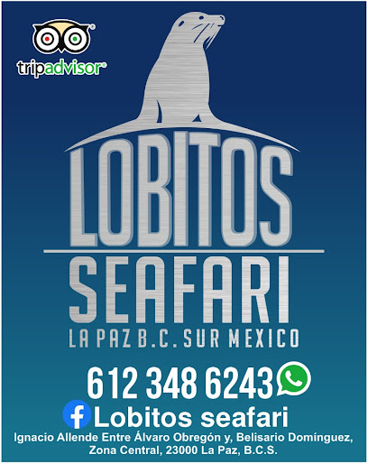 Lobitos Seafari