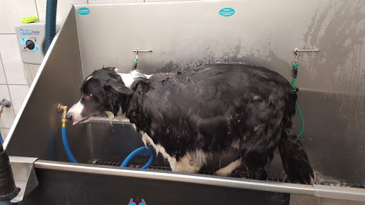 Pet Supply Store «Pet Supplies Plus», reviews and photos, 713 Brandilynn Blvd, Cedar Falls, IA 50613, USA