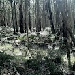 Wombat State Forest