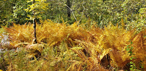 Nature Preserve «Eshqua Bog Natural Area», reviews and photos, Garvin Hill Rd, Woodstock, VT 05091, USA