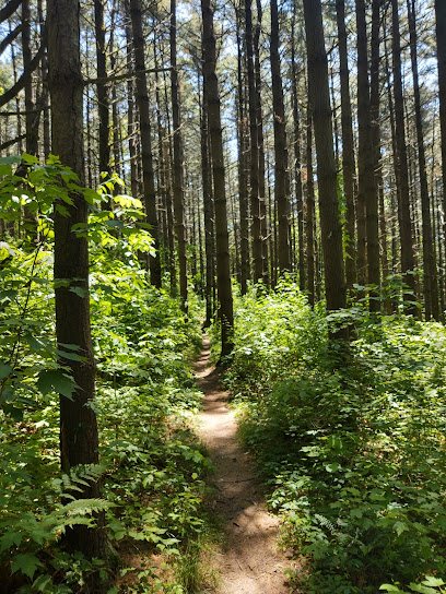 Mohican Mountain Bike Trailhead #2