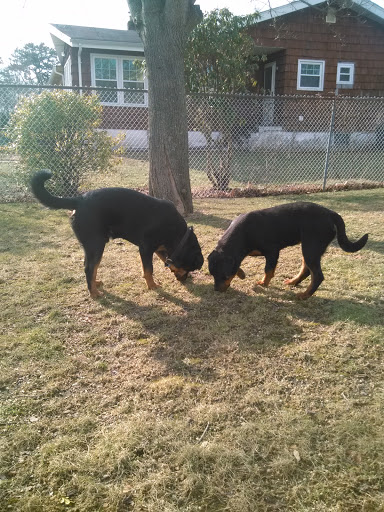 Park «Pine Acres Park», reviews and photos, 196 Pine Acres Blvd, Deer Park, NY 11729, USA