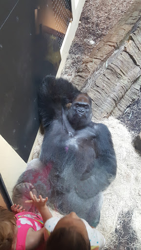 Zoo «Houston Zoo - West Gate», reviews and photos, 1467 Cambridge St, Houston, TX 77030, USA