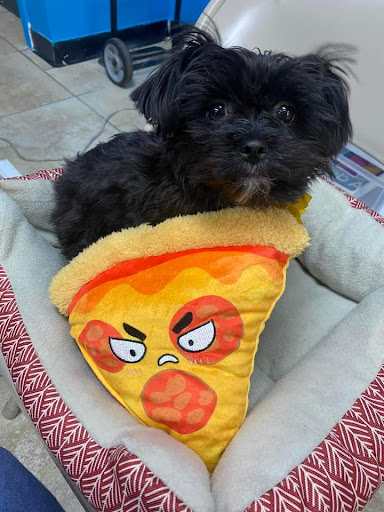 Pet Supply Store «Pet Ranch», reviews and photos, 3823 E 120th Ave, Denver, CO 80233, USA