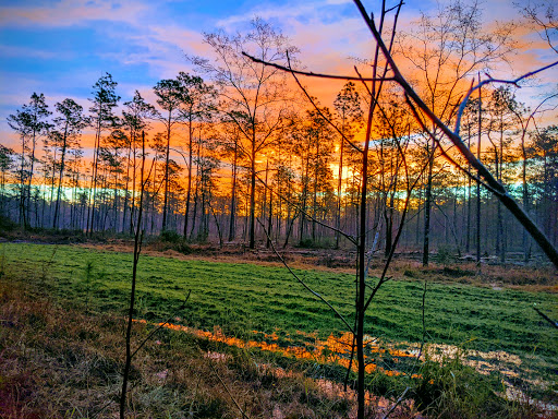 National Forest «Francis Marion National Forest», reviews and photos, 2967 Steed Creek Rd, Huger, SC 29450, USA