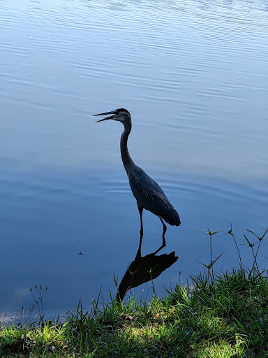 Golf Course «Baytree National Golf Links», reviews and photos, 8207 National Dr, Melbourne, FL 32940, USA