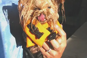 Canine Spa Dog Swimming image