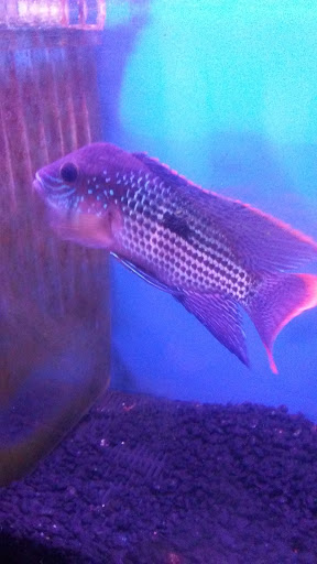 Aquarium «Crystal Reef Aquariums», reviews and photos, 311 Pass Rd, Gulfport, MS 39507, USA