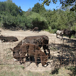 Photo n°2 de l'avis de Silvana.e fait le 04/09/2020 à 17:31 sur le  Su Meriacru | Cucina Identitaria à Siniscola