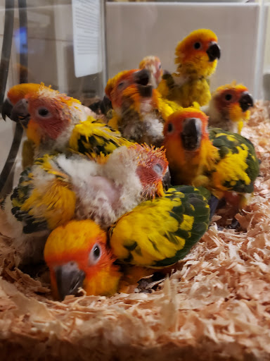 Pet Store «Louis Birds Pets & Supplies», reviews and photos, 80 Keyes St, San Jose, CA 95122, USA