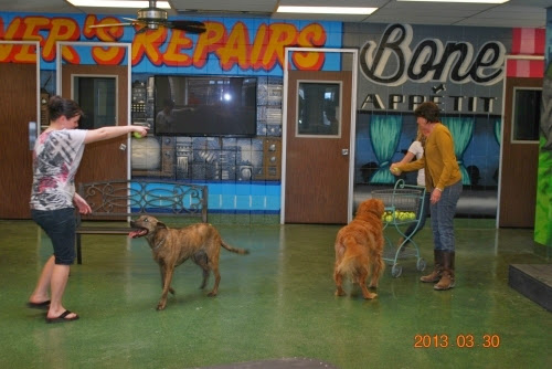 Dog Day Care Center «Central Park Pet Retreat», reviews and photos, 55 Miller Ave S, Salt Lake City, UT 84115, USA