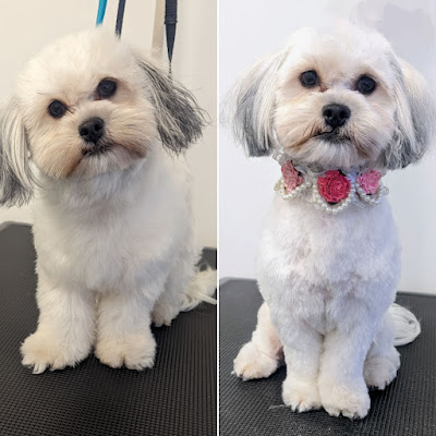 Shampoochie Dog Grooming