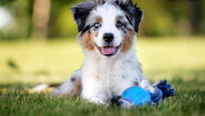 Das Hundetraining für Mensch und Hund