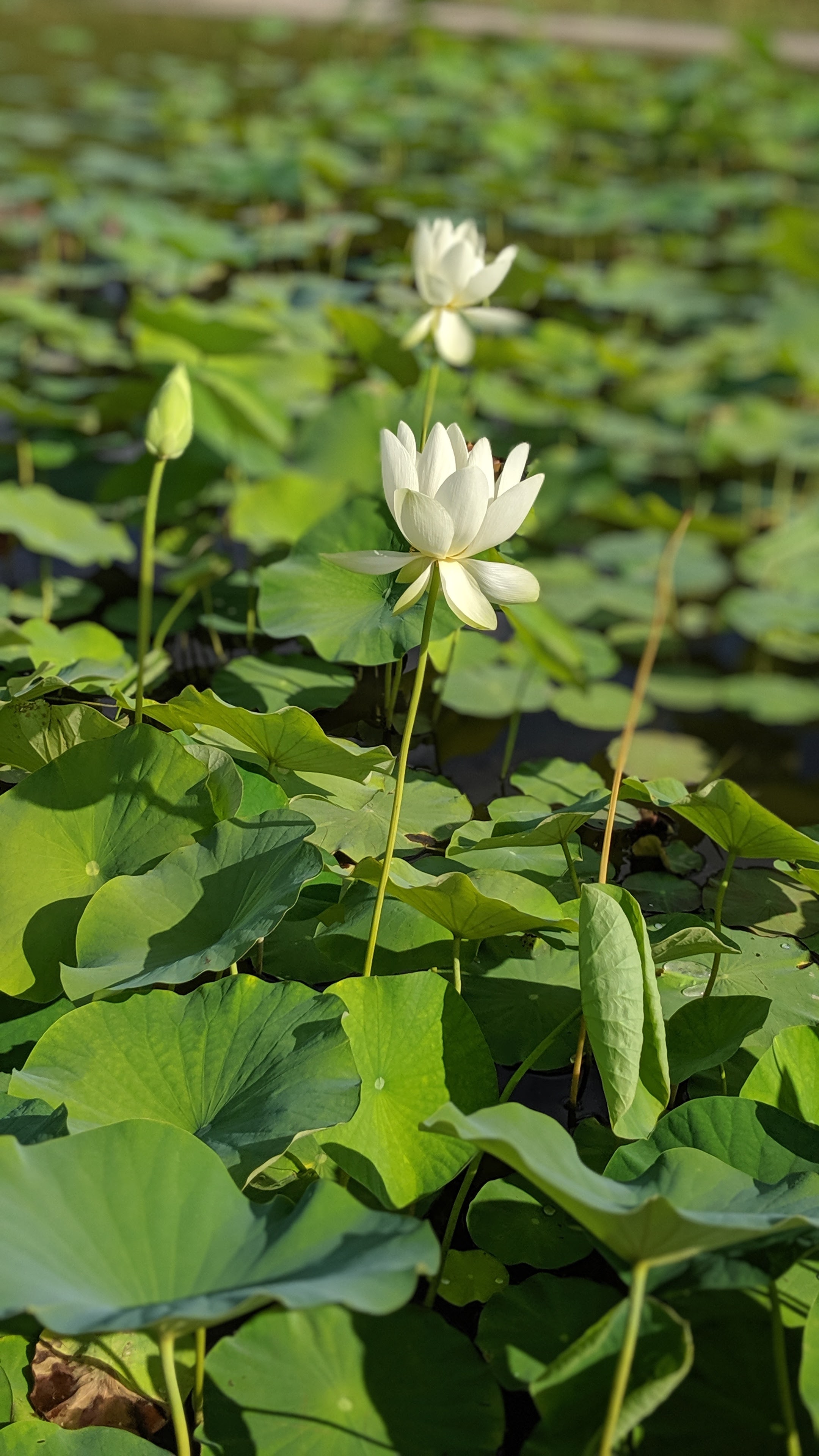 Photo n° 4 de l'avis de Jose.u fait le 28/07/2019 à 17:10