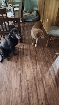 High Halo Boarding Kennels - Photo 2 - Car repair in Goddard, KS, Wichita