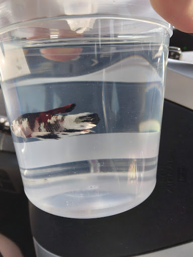 Pet Supply Store «PetSmart», reviews and photos, 3500 S Glenstone Ave, Springfield, MO 65804, USA