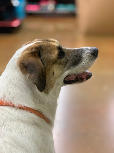 Pet Supply Store «Petco Animal Supplies», reviews and photos, 10864 Kuykendahl Rd, The Woodlands, TX 77381, USA