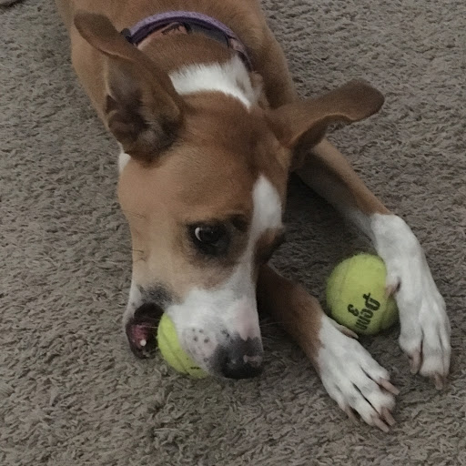 3224 Battleground Ave, Greensboro, NC 27408, USA