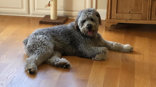 Pet Store «PetSmart», reviews and photos, 2891 Ygnacio Valley Rd, Walnut Creek, CA 94598, USA