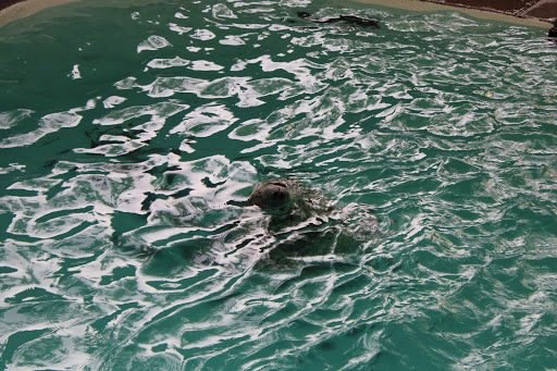 Aquarium «Aquarium of Niagara», reviews and photos, 701 Whirlpool St, Niagara Falls, NY 14301, USA