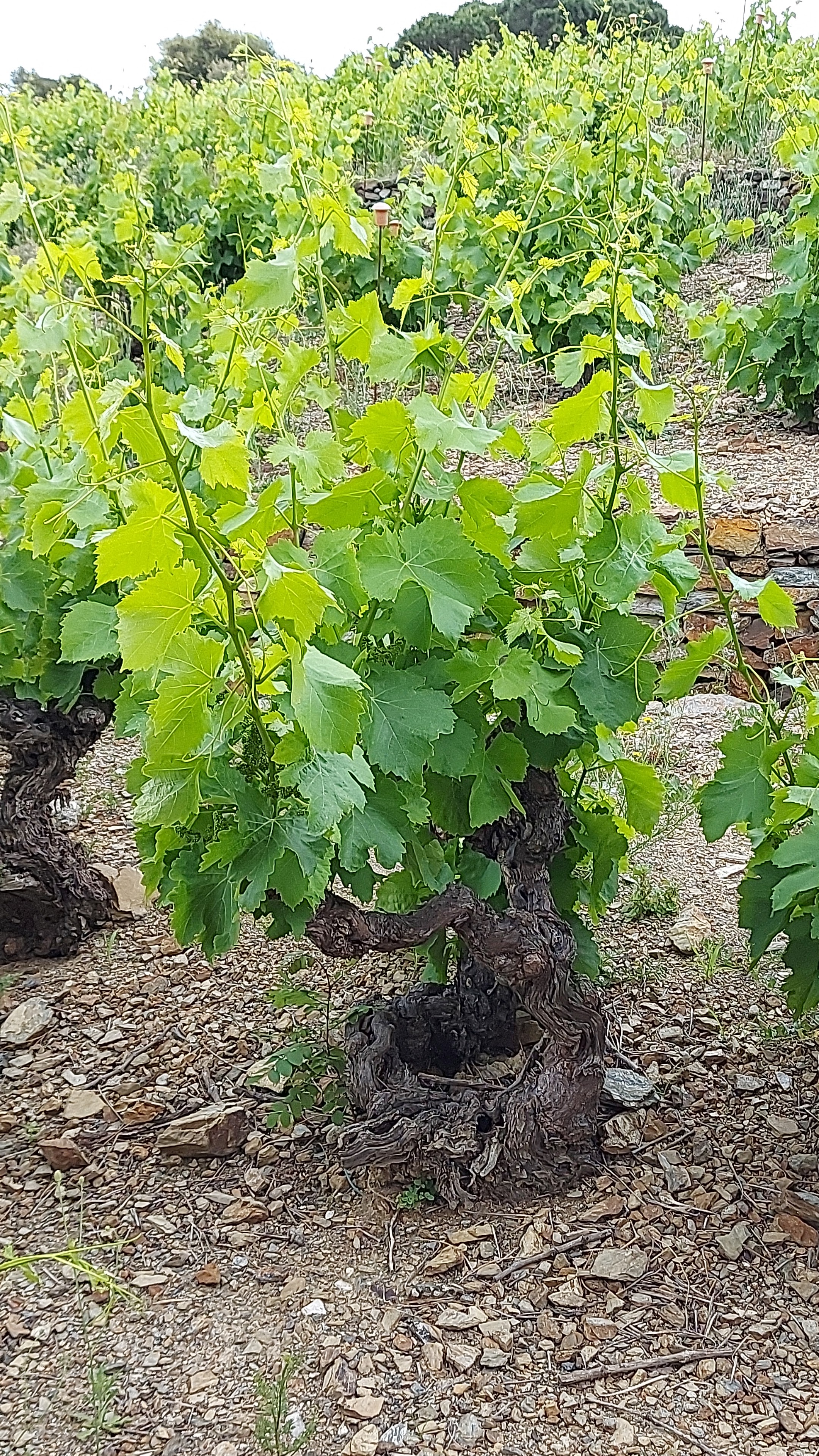 Photo n° 3 de l'avis de Verinok.e fait le 02/06/2021 à 16:40