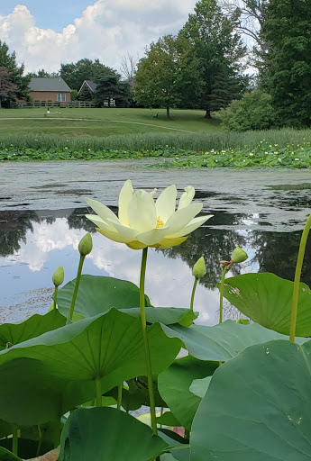 Golf Course «Meadowood Golf Course», reviews and photos, 1911 Golf Club Dr, Burlington, KY 41005, USA