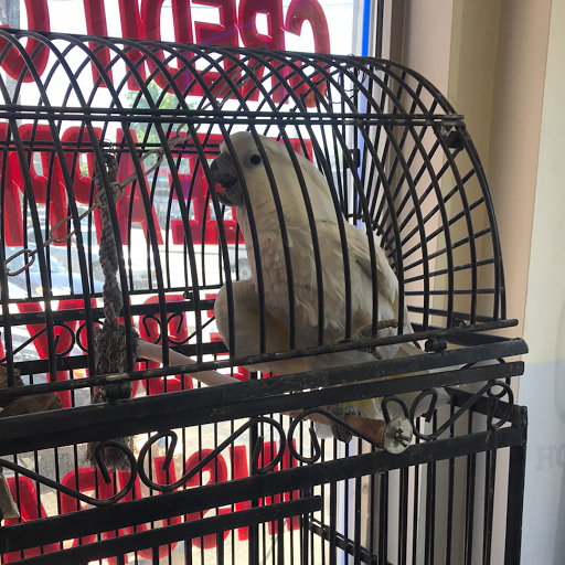 Used Car Dealer «Chase Auto Group», reviews and photos, 1733 E Gun Hill Rd, Bronx, NY 10469, USA