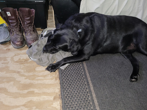 Pet Supply Store «Petco Animal Supplies», reviews and photos, 6720 Fox Centre Pkwy, Gloucester Courthouse, VA 23061, USA