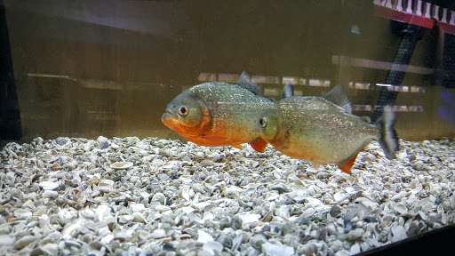 Pet Store «Greenwood Pets & Plants», reviews and photos, 13983 E 9 Mile Rd, Warren, MI 48089, USA