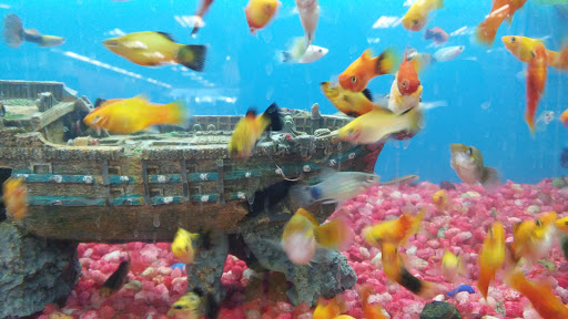 Pet Supply Store «Pet Supermarket», reviews and photos, 3821 S Cobb Dr, Smyrna, GA 30080, USA