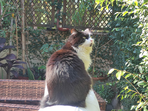 Veterinary clinic CãoMarada em São Paulo - SP