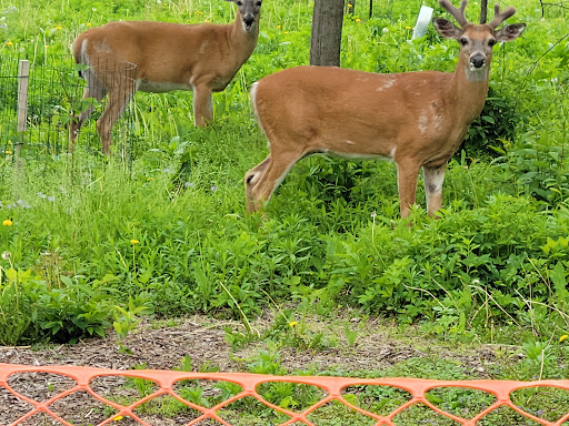 Museum «Brucemore», reviews and photos, 2160 Linden Dr SE, Cedar Rapids, IA 52403, USA