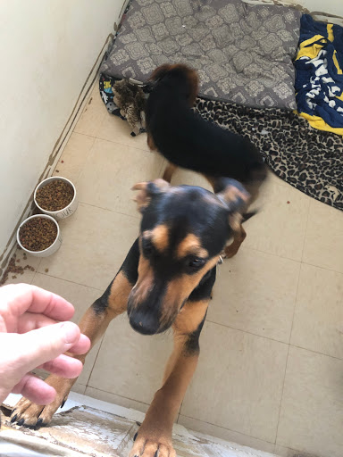 Pet Boarding Service «Howliday Inn Suites & Treats Pet Resort», reviews and photos, 1 Davis Ct, Hurricane, WV 25526, USA