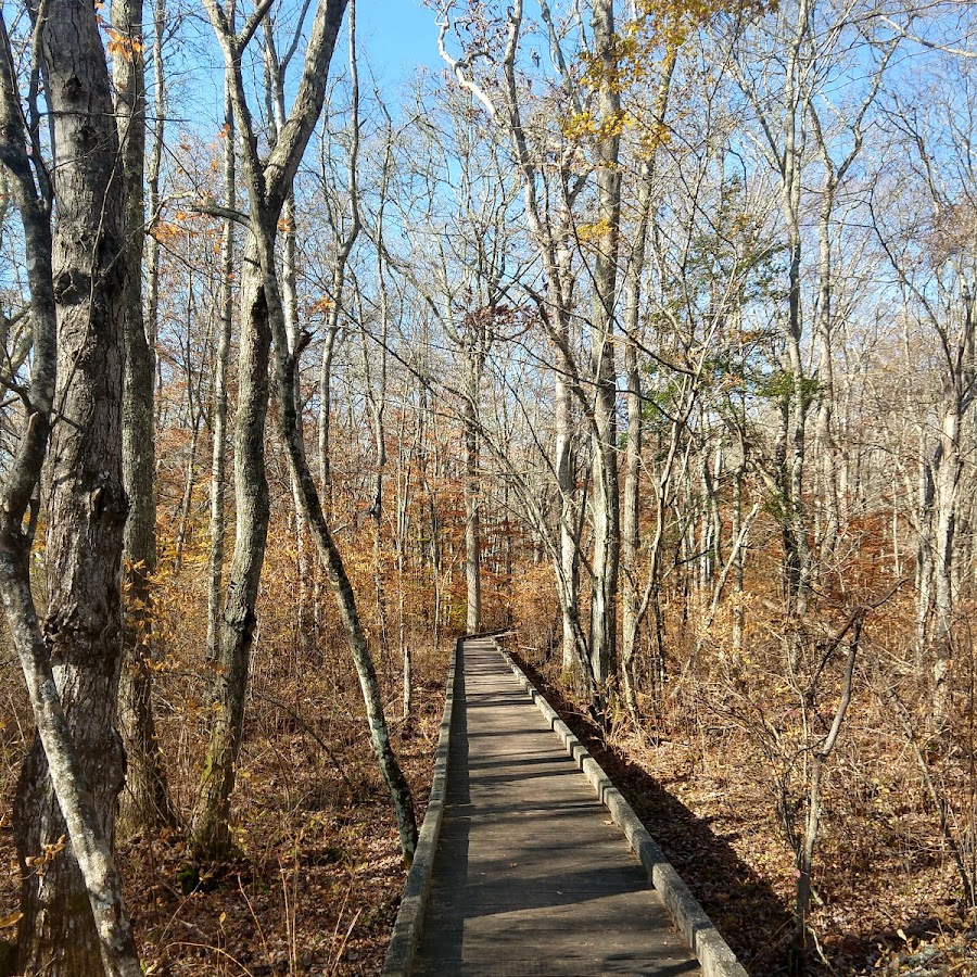 Whitehead Preserve at Dundery Brook