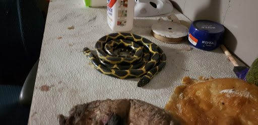 Haunted House «Shocktober», reviews and photos, 601 Catoctin Cir NE, Leesburg, VA 20176, USA