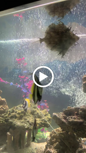 Aquarium «Team ECCO Ocean Center & Aquarium», reviews and photos, 511 N Main St, Hendersonville, NC 28792, USA