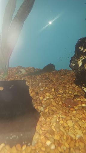 Pet Store «All Pets Club», reviews and photos, 405 Queen St, Southington, CT 06489, USA