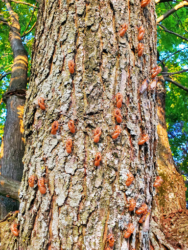 Park «Gough Park», reviews and photos, 9300 Honeygo Blvd, Perry Hall, MD 21128, USA