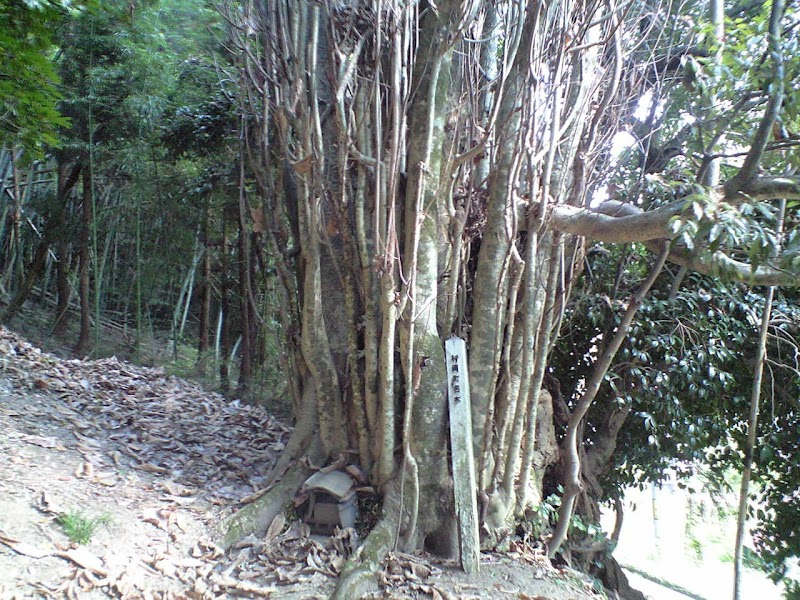 長瀬八幡神社のホオノキ、タブノキ