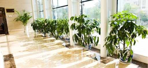 Artificial plant supplier Scottsdale