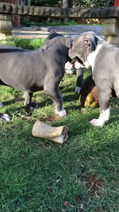ABKC Pit-Bull Puppies For Sale And Re-homing Near Me Vet Checked