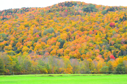 National Forest «Green Mountain and Finger Lakes National Forests», reviews and photos, 231 N Main St, Rutland, VT 05701, USA