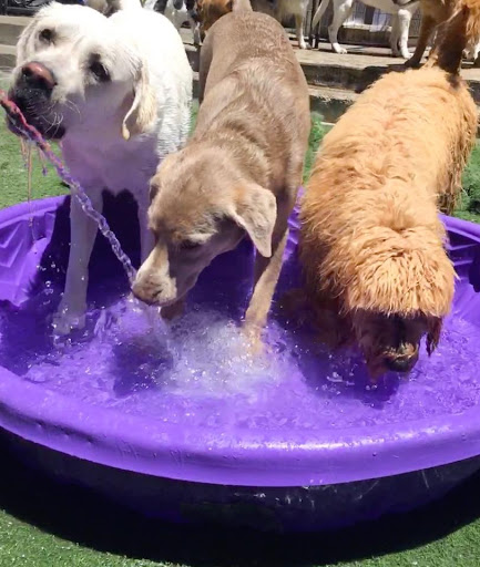 Pet Store «Pet Play House», reviews and photos, 2403 E 4th St, Reno, NV 89512, USA